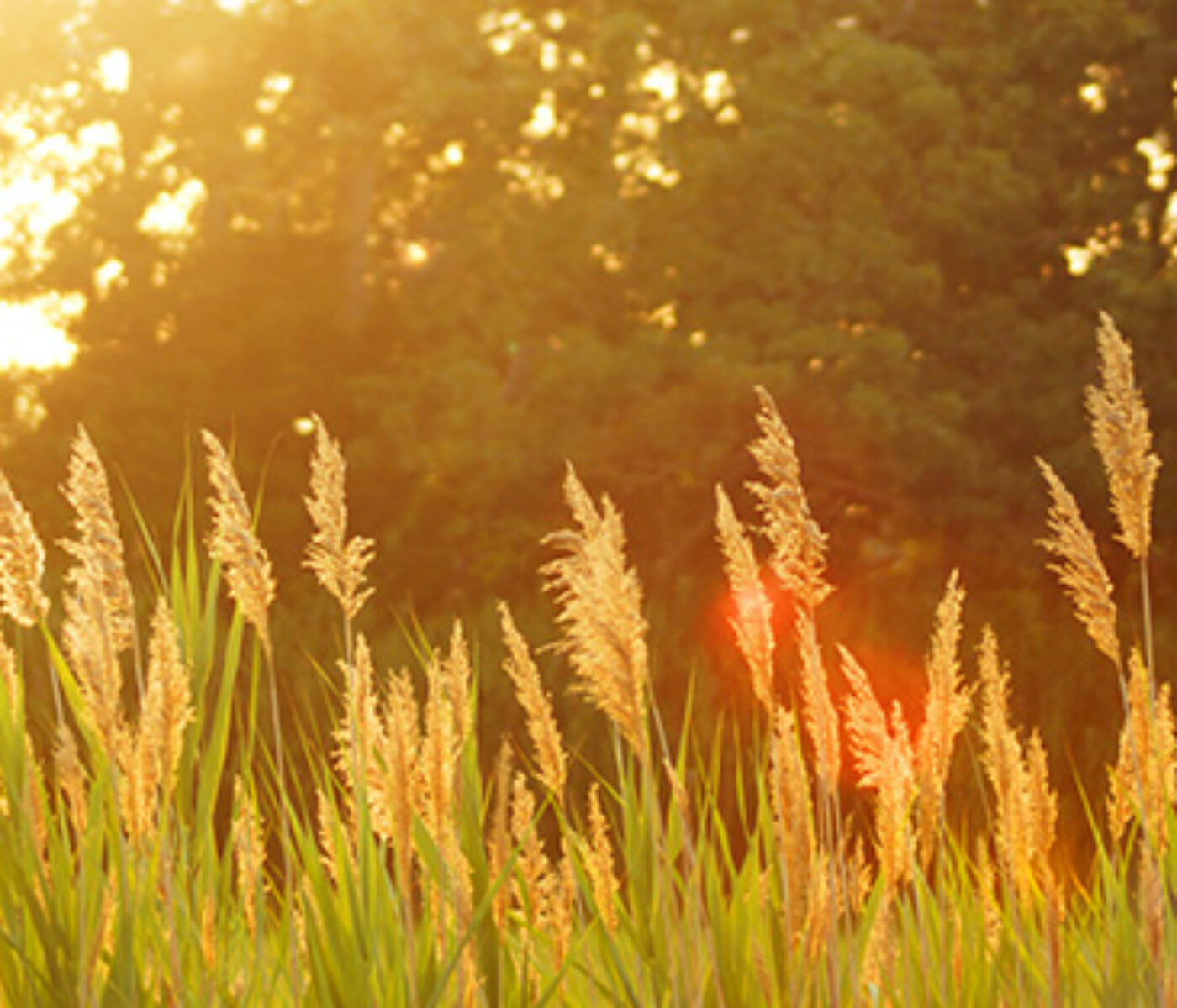 Sommaräng i motljus